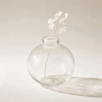 Vase bulle Tuileries en verre soufflé transparent, avec une tige de monnaie-du-pape, sur fond crème